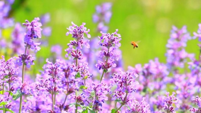 アロマ】スパイク・ラベンダー | 広島で頭痛にお悩みならBlossomへ